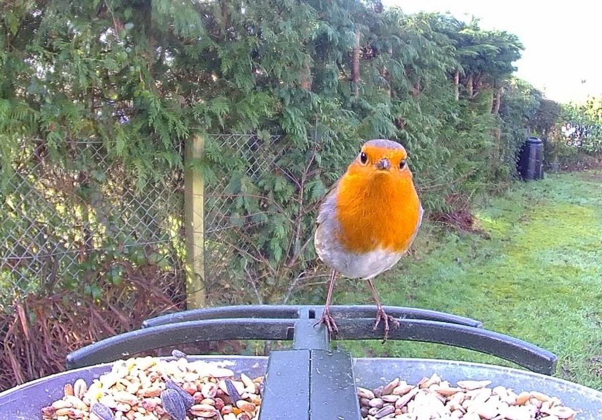 Rockin’ Robin!