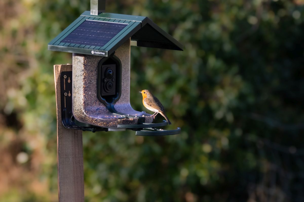 FeatherSnap ranked among the top 5% of all STEM products worldwide  