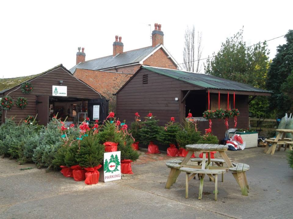 British Christmas Trees take shape at Cadeby Tree Trust