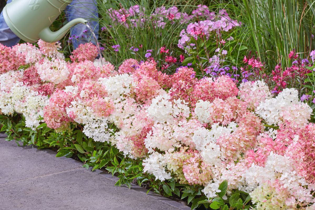 Living Creations cultivates the first ground-covering hydrangea, Groundbreaker